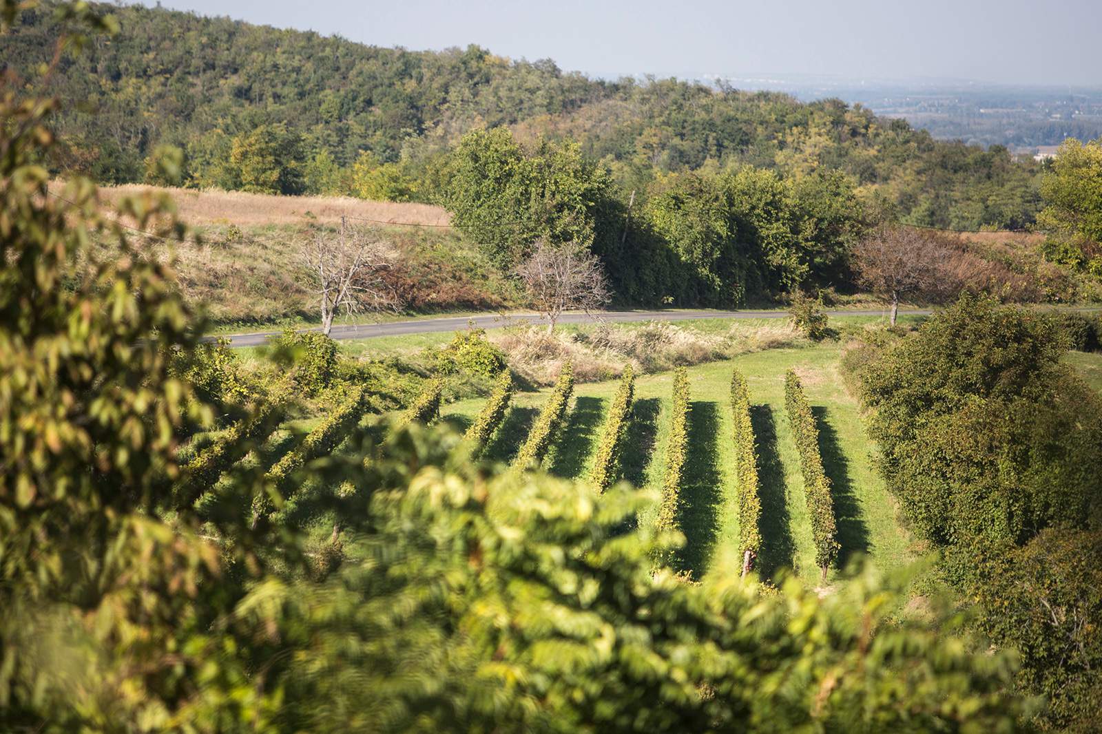 On May: Szekszárd Open Cellars - Daily News Hungary