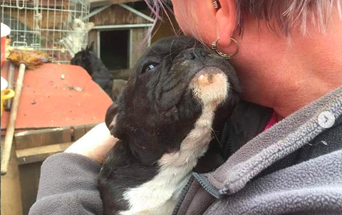 Rescued french bulldog sales puppies