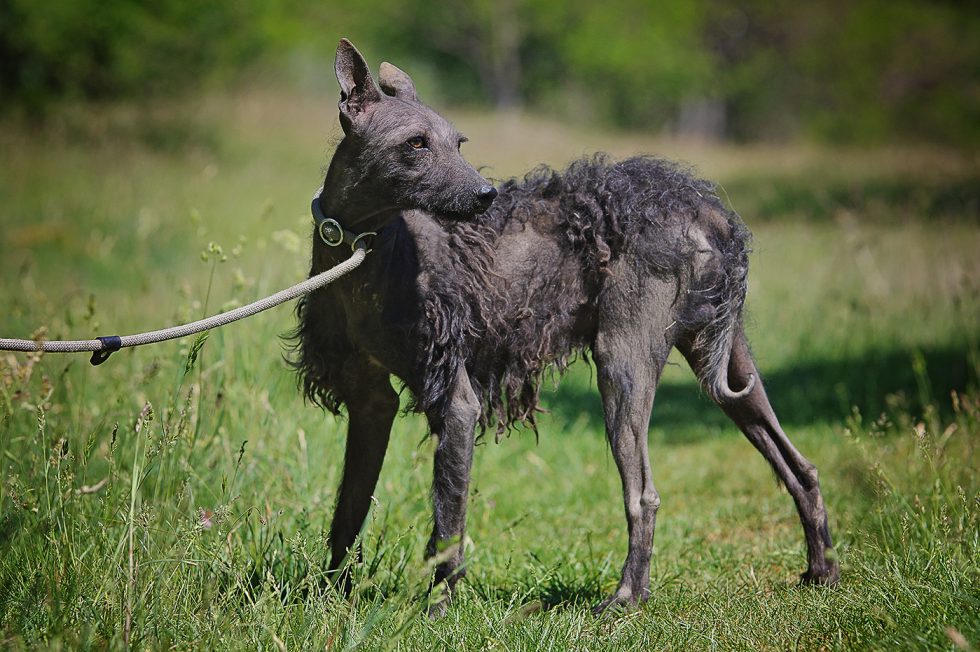 Raca më e rrallë e qenve hungareze për të cilën nuk keni dëgjuar kurrë ...