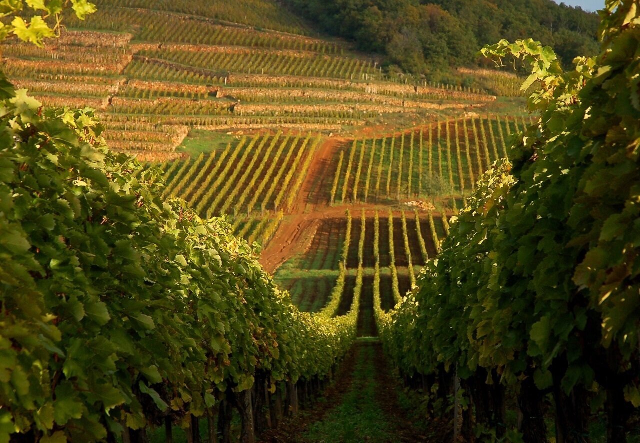 Tokajer Weinregion