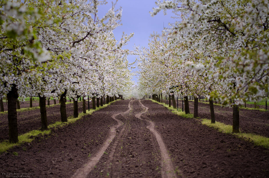 PHOTOS: Bucket list destinations to admire the spring blossom in Hungary
