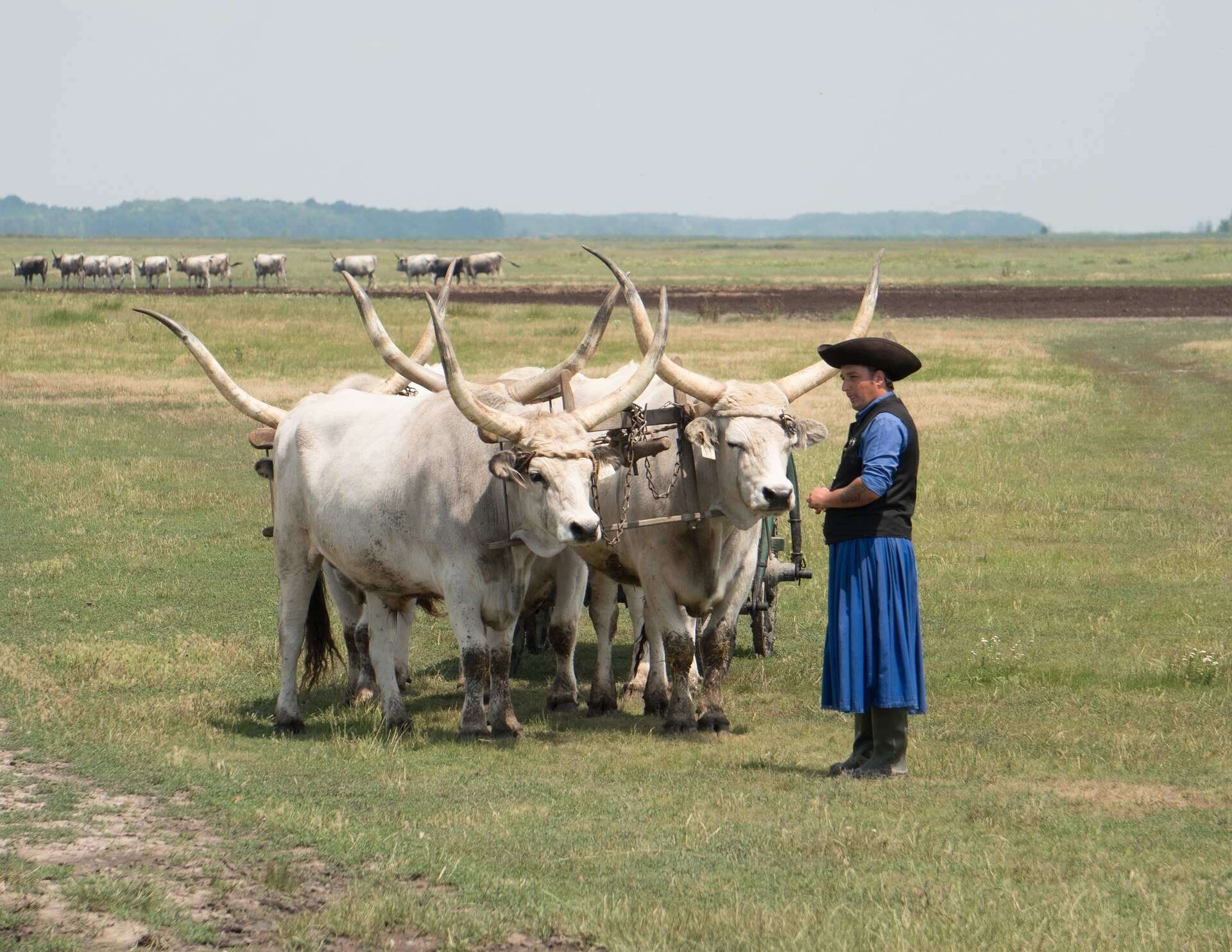 Hortobágy Sivo govedo Szürkemarha Velika ravnica