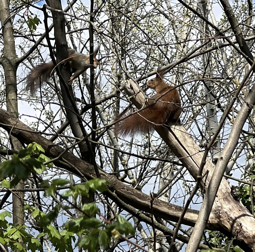 गिलहरी पार्क